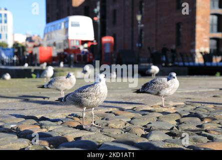 Hartley Quay on the Royal Albert Docks in autumn sunshine, on Liverpool's historic Waterfront, NW England, UK Stock Photo