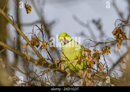 The rose-ringed parakeet - Psittacula krameri, also known as the ring-necked parakeet, is a medium-sized parrot in the genus Psittacula, of the family Psittacidae. It has disjunct native ranges in Africa and the Indian Subcontinent, and is now introduced into many other parts of the world where feral populations have established themselves and are bred for the exotic pet trade. One of the few parrot species that have successfully adapted to living in disturbed habitats. The number of ring necked parakeets in the central urban part of the Netherlands has almost doubled to some 22,000 in 10 year Stock Photo