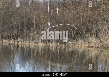 A Grey heron - Ardea cinerea as seen over the pond spotted perched on the branches in a forest with a lake near the urban environment of Eindhoven in Park Meerland near Meerhoven. Eindhoven, the Netherlands on January 29, 2022 (Photo by Nicolas Economou/NurPhoto) Stock Photo