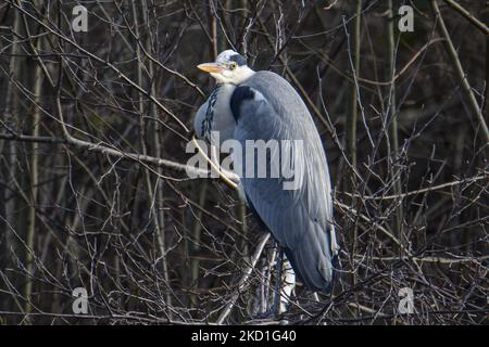 A Grey heron - Ardea cinerea as seen over the pond spotted perched on the branches in a forest with a lake near the urban environment of Eindhoven in Park Meerland near Meerhoven. Eindhoven, the Netherlands on January 29, 2022 (Photo by Nicolas Economou/NurPhoto) Stock Photo