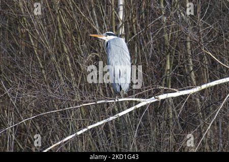 A Grey heron - Ardea cinerea as seen over the pond spotted perched on the branches in a forest with a lake near the urban environment of Eindhoven in Park Meerland near Meerhoven. Eindhoven, the Netherlands on January 29, 2022 (Photo by Nicolas Economou/NurPhoto) Stock Photo