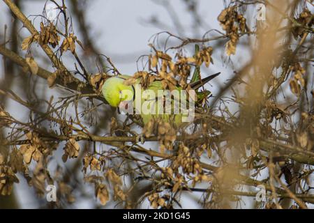 The rose-ringed parakeet - Psittacula krameri, also known as the ring-necked parakeet, is a medium-sized parrot in the genus Psittacula, of the family Psittacidae. It has disjunct native ranges in Africa and the Indian Subcontinent, and is now introduced into many other parts of the world where feral populations have established themselves and are bred for the exotic pet trade. One of the few parrot species that have successfully adapted to living in disturbed habitats. The number of ring necked parakeets in the central urban part of the Netherlands has almost doubled to some 22,000 in 10 year Stock Photo