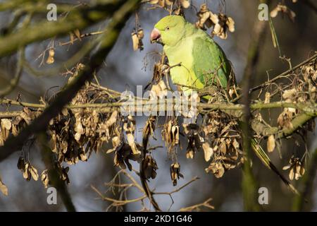 The rose-ringed parakeet - Psittacula krameri, also known as the ring-necked parakeet, is a medium-sized parrot in the genus Psittacula, of the family Psittacidae. It has disjunct native ranges in Africa and the Indian Subcontinent, and is now introduced into many other parts of the world where feral populations have established themselves and are bred for the exotic pet trade. One of the few parrot species that have successfully adapted to living in disturbed habitats. The number of ring necked parakeets in the central urban part of the Netherlands has almost doubled to some 22,000 in 10 year Stock Photo