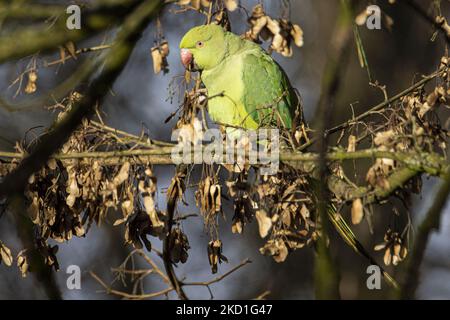 The rose-ringed parakeet - Psittacula krameri, also known as the ring-necked parakeet, is a medium-sized parrot in the genus Psittacula, of the family Psittacidae. It has disjunct native ranges in Africa and the Indian Subcontinent, and is now introduced into many other parts of the world where feral populations have established themselves and are bred for the exotic pet trade. One of the few parrot species that have successfully adapted to living in disturbed habitats. The number of ring necked parakeets in the central urban part of the Netherlands has almost doubled to some 22,000 in 10 year Stock Photo