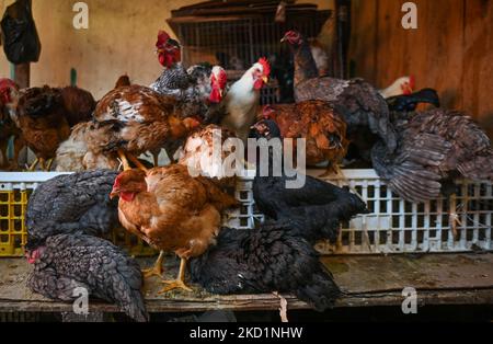 Roosters and chickens for sale at a traditional local market in San Juan Chamula. On Tuesday, February 1, 2022, in San Juan Chamula, Chiapas, Mexico. (Photo by Artur Widak/NurPhoto) Stock Photo