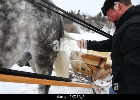 A man combs horse's tail during Kumoterki racing in Bialy Dunajec, Poland on January 30, 2022. Traditional races called Kumoterki take place in Tatra mountains every winter. The event consists of sleigh racing, being dragged on skis by a horse while another competitor is riding it, and skiring, a sport in which skiers are pulled along by a free-running horse. (Photo by Beata Zawrzel/NurPhoto) Stock Photo