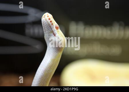 Specially bred Spider Albino Python (Pythonidae) an exotic reptile breeders expo in Mississauga, Ontario, Canada. (Photo by Creative Touch Imaging Ltd./NurPhoto) Stock Photo