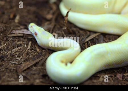 Specially bred Spider Albino Python (Pythonidae) an exotic reptile breeders expo in Mississauga, Ontario, Canada. (Photo by Creative Touch Imaging Ltd./NurPhoto) Stock Photo