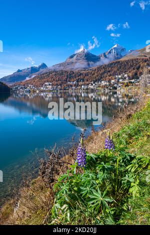 Tranquil scenery with wildflowers along the shore of Lake Saint Moritz, Switzerland. Stock Photo