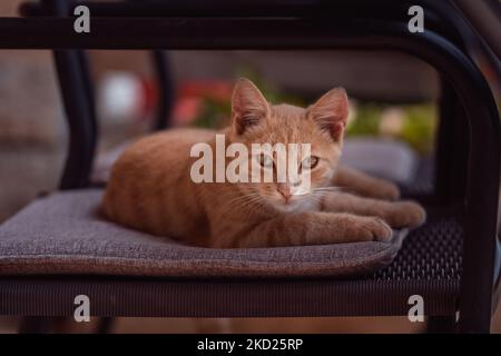 A close-up shot of a cute, fluffy ginger tabby cat sitting on a chair looking into the camera Stock Photo