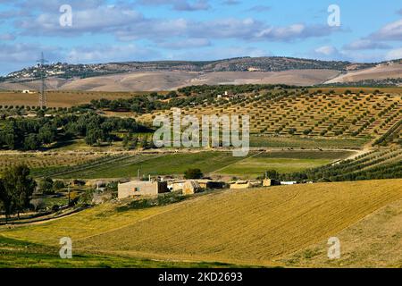 Farmland with olive trees in the distance in the Rif mountains near the town of Mulay Idriss, Morocco, Africa. (Photo by Creative Touch Imaging Ltd./NurPhoto) Stock Photo