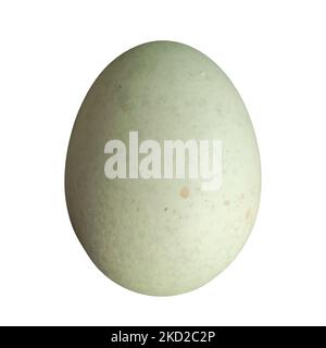 Green Speckled Legbar Hen Egg On a Transparent Background: Seafoam green heritage egg isolated on a transparent background Stock Photo