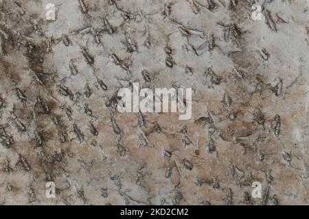 Head on shot of Brown Dirty Marble Texture pattern Stock Photo