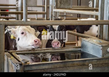 calves for sale at market Stock Photo