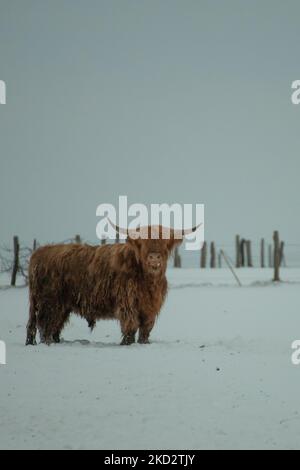 A vertical shot of the Highland cow in the snow. Stock Photo