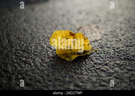 single yellow brownish leaf in backlight on asphalt ground Stock Photo