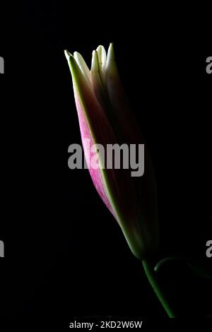 Low Key Studio Photograph of Oriental Pink Lily Bud Stock Photo