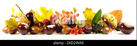 Chestnuts, Acorns, Autumn Leaves and Fruits isolated on white Background - Panorama Stock Photo