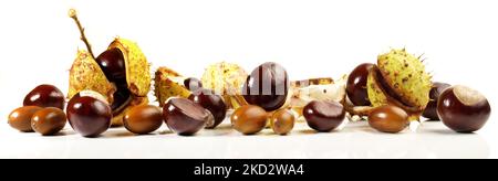 Chestnuts with Acorns isolated on white Background - Panorama Stock Photo