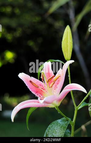 Oriental Pink Lily After Morning Rain Stock Photo