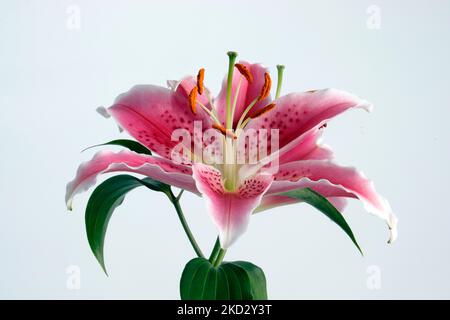 Studio Photograph of Oriental Pink Lily Stock Photo