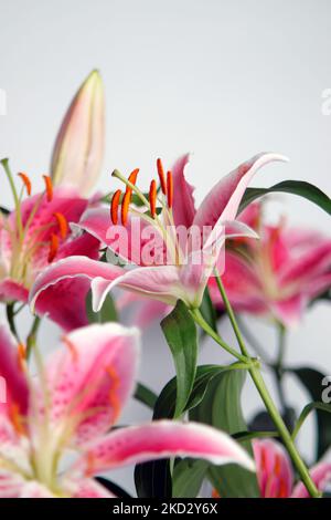 Studio Photograph of Oriental Pink Lily Stock Photo