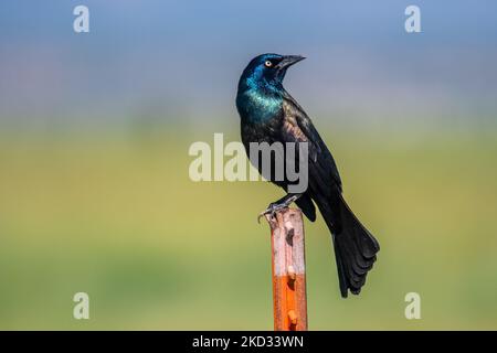 A vibrantly colored male Common Grackle perches on a steel fence post in the Colorado prairie. Stock Photo