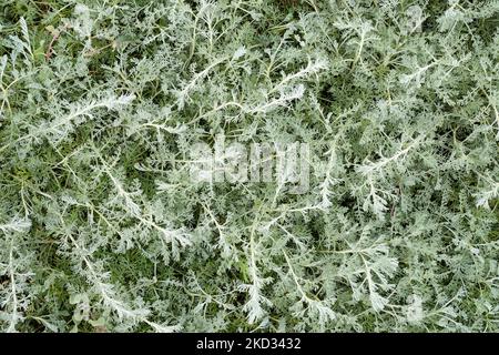 sea wormwood (Artemisia maritima),North Sea,Germany Stock Photo