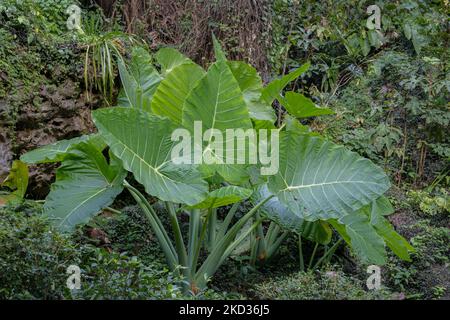 View of colocasia gigantea better known as giant elephant ear plant on natural limestone background in forest, Chiang Dao, Thailand Stock Photo