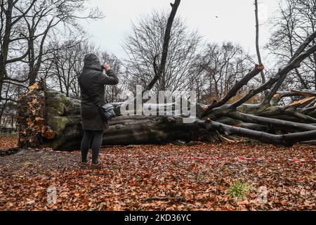 A huge red beech tree at Planty park that was knocked down by a strong wind on February 18th. Krakow, Poland on February 21, 2022. The 100-year-old tree which was listed as natural monument was 27 meters high and its circumference was 433 cm. The tree had very weak roots that were attacked by the fan fungus. Strong winds in last days caused structural damage in many parts of Poland. The Institute of Meteorology and Water Management (IMGW) issued third degree alerts for some regions. The winds were reaching the speed of up to 120 km/h. (Photo by Beata Zawrzel/NurPhoto) Stock Photo