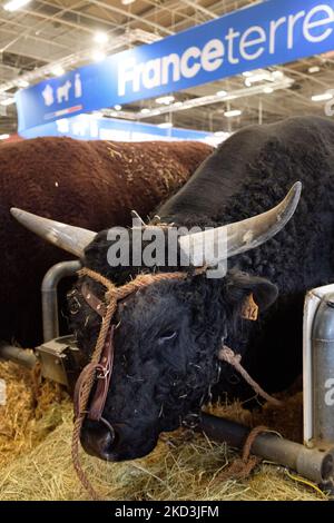 Portrait of a cow exhibited at the show on the eve of the opening to the public of the 58th International Agricultural Show (SIA) in Paris, as animals and breeders arrived all day at the Parc des Expositions at Porte de Versailles this February 25, 2022. (Photo by Samuel Boivin/NurPhoto) Stock Photo