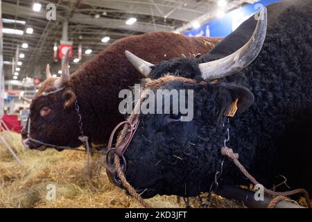 Portrait of a cow exhibited at the show on the eve of the opening to the public of the 58th International Agricultural Show (SIA) in Paris, as animals and breeders arrived all day at the Parc des Expositions at Porte de Versailles this February 25, 2022. (Photo by Samuel Boivin/NurPhoto) Stock Photo