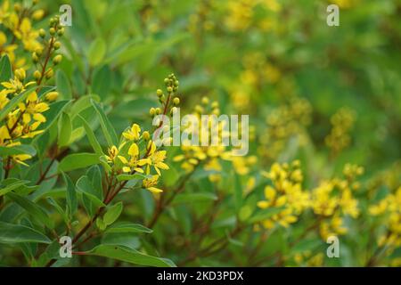 Galphimia glauca (Also called Rain of gold) flower. The plant’s dried leaves and flowers are macerated in alcohol and shaken Stock Photo