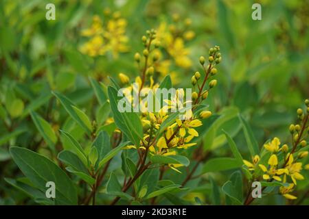 Galphimia glauca (Also called Rain of gold) flower. The plant’s dried leaves and flowers are macerated in alcohol and shaken Stock Photo