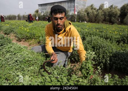 A Palestinian farmer picks thyme plants at a farm near the Erez crossing with Israel in Beit Hanoun in the northern Gaza Strip on March 3, 2022. (Photo by Majdi Fathi/NurPhoto) Stock Photo