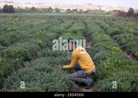 A Palestinian farmer picks thyme plants at a farm near the Erez crossing with Israel in Beit Hanoun in the northern Gaza Strip on March 3, 2022. (Photo by Majdi Fathi/NurPhoto) Stock Photo