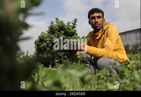 A Palestinian farmer picks thyme plants at a farm near the Erez crossing with Israel in Beit Hanoun in the northern Gaza Strip on March 3, 2022. (Photo by Majdi Fathi/NurPhoto) Stock Photo