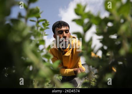 A Palestinian farmer picks thyme plants at a farm near the Erez crossing with Israel in Beit Hanoun in the northern Gaza Strip on March 3, 2022. (Photo by Majdi Fathi/NurPhoto) Stock Photo