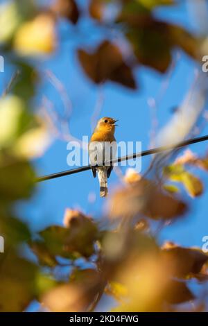 Robin (erithacus rubecula) singing on telephone wire in autumn - UK Stock Photo