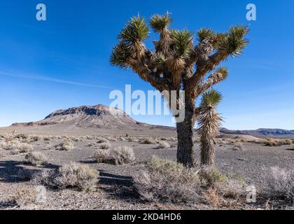 Joshua Tree close-up in foreground with desert expanse and rocky mountain in background. Stock Photo