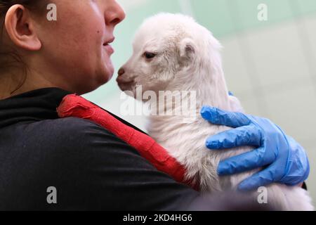 A vet assistant holds a goat evacuated from Ukraine, at the 'Ada' pet clinic in Przemysl, Poland on March 6, 2022. The clinic provides shelter and care to animals evacuated from Ukraine due to the Russian invasion. (Photo by Jakub Porzycki/NurPhoto) Stock Photo