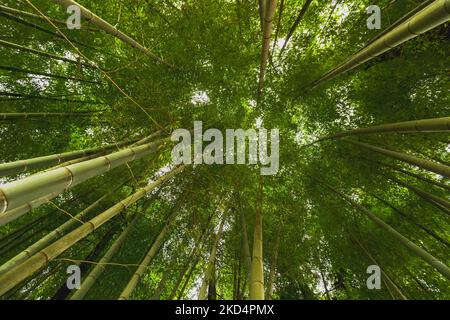 Tall Bamboo Stalks swaying in the wind Stock Photo