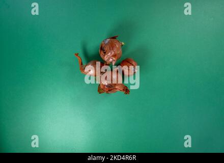 four old and rotten charlottes isolated on a dark green background Stock Photo