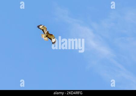 buzzard latin name buteo buteo in flight with wings outstretched against blue sky Stock Photo