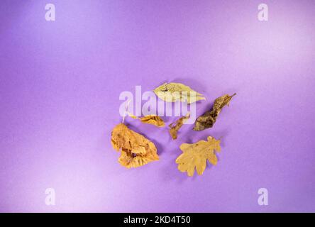 group of Autumn leaves isolated on a purple background Stock Photo