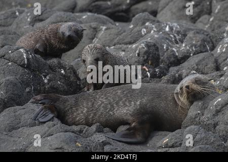 New Zealand fur seals bask in the sun next to Albatross Colony in Otago Peninsula near Dunedin, New Zealand on March 11, 2022. This is the only mainland breeding colony of Northern Royal Albatross in the world. (Photo by Sanka Vidanagama/NurPhoto) Stock Photo