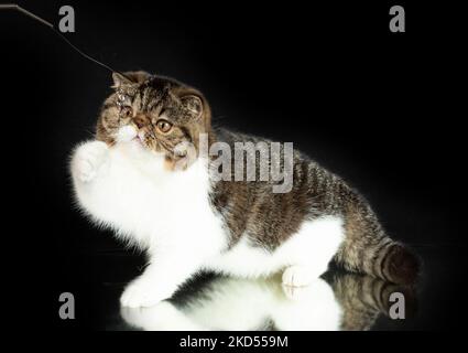 A beautiful exotic shorthair cat plays on a dark studio background with a reflection. Color black striped with white Stock Photo