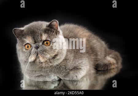 A beautiful exotic shorthair cat plays on a dark studio background with a reflection. Color gray tortoiseshell Stock Photo