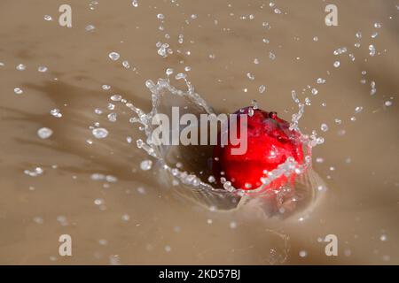 A bright red organic apple falls into a puddle of rain under the apple tree. Stock Photo