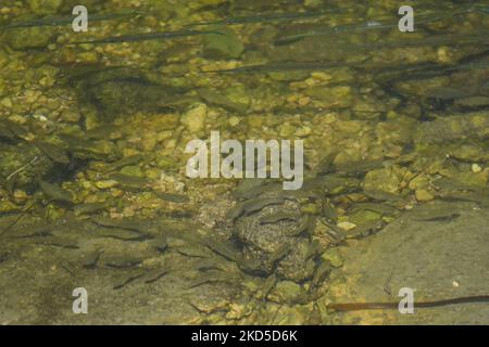 Native shellfish seen in the nearshore ecosystem of Campeche Bay. On ...
